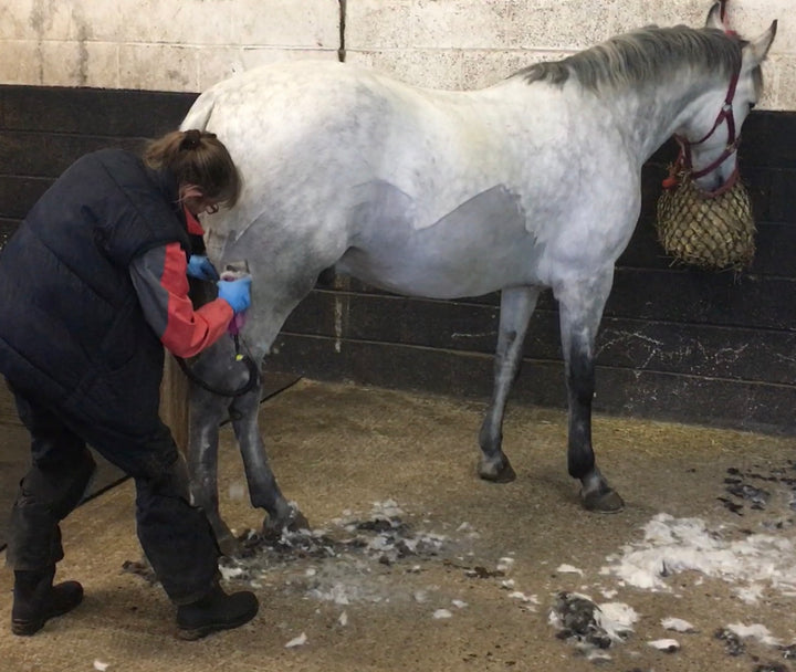 The Clipped Horse - Ways to Keep Their Coat Healthy